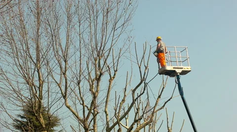 Gardener on a Crane Cutting Tree Branches Stock-Footage 52055810