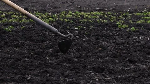 A gardener cultivating dark soil using a metal hoe in a vegetable garden, Stock-Footage 339790552