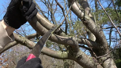 Gardener cut apple tree branch in spring with saw Stock Footage 89810075