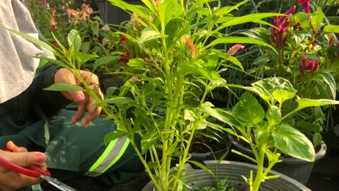 Gardener cut leaf to prioritize flower grow Stock Footage 266974711