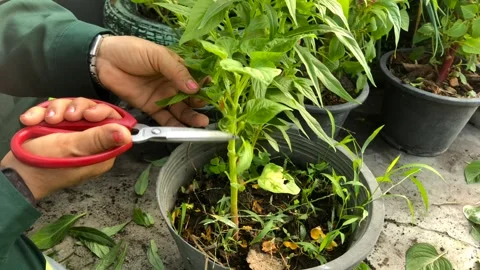 Gardener cut leaf to prioritize flower grow Stock Footage 266974902
