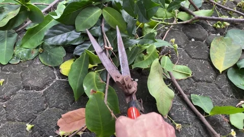 Gardener cuts branches with pruning shears Stock Footage 317222321