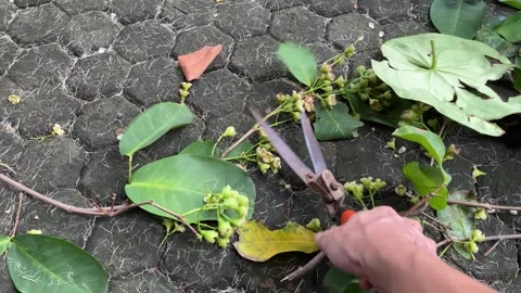 Gardener cuts branches with pruning shears Stock Footage 317222393
