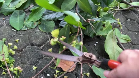 Gardener cuts branches with pruning shears Stock Footage 317222409