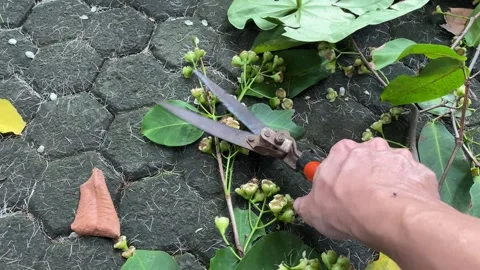 Gardener cuts branches with pruning shears Stock Footage 317222423