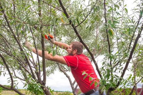 The gardener cuts the branches of a tree on a spring day. Sanitary pruning of Stock Photos