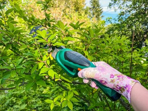 Gardener cuts the branches of trees. Stock Photos