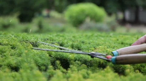 Gardener cuts a bush. Stock Footage 40463410