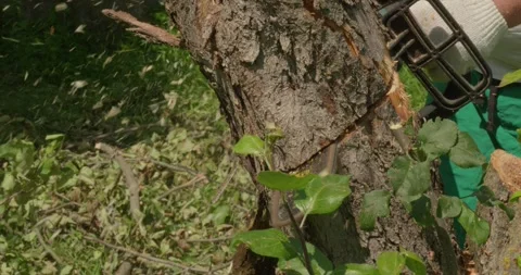 A gardener cuts down an apple tree trunk with a chainsaw, sawdust flies in all Stock Footage 317634861