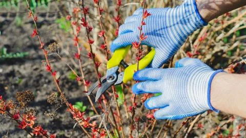 Gardener cuts dry branches of tree with pruning shears. Pruning bushes. Cutti Foto stock