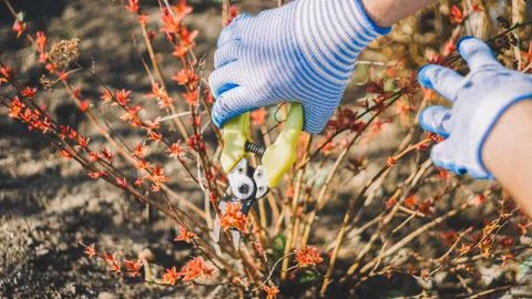 Gardener cuts dry branches of tree with pruning shears. Pruning bushes. Cutti Stock Photos