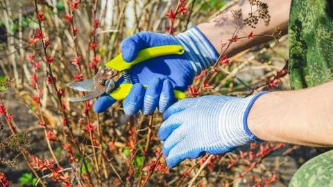 Gardener cuts dry branches of tree with pruning shears. Pruning bushes. Cutti Stock Photos