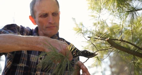Gardener cuts dry branches of trees with pruning shears. Seasonal work in garden Stock Footage 128258550