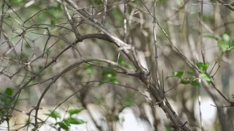 Gardener cuts dry branches of trees with pruning shears. Seasonal work in garden Stock Footage 130495822
