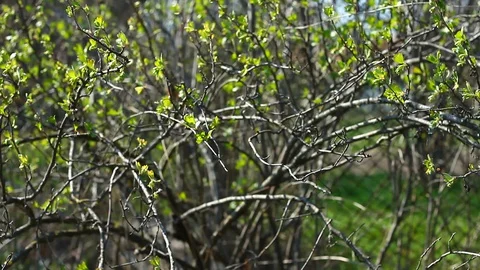  gardener cuts off  Stock Footage 127704039