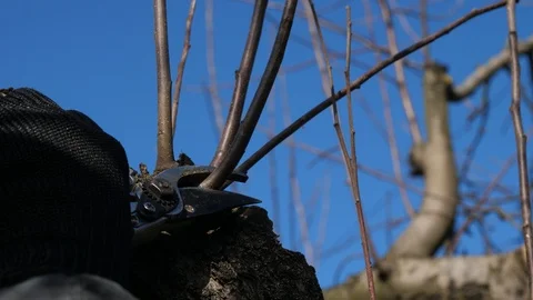 The gardener cuts off the fruit tree branches. Video stock 126240194