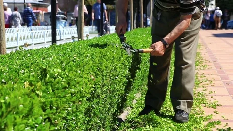 The gardener cuts a hedge with shears Stock Footage 83078106