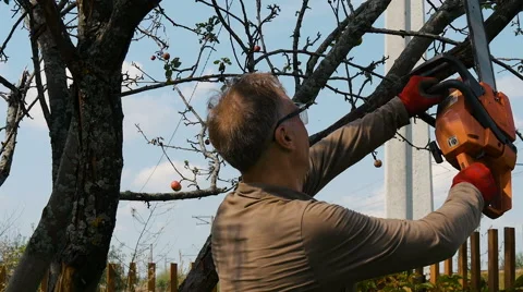 The gardener cuts the old branches on a tree, using a chain saw. Stock Footage 66508465