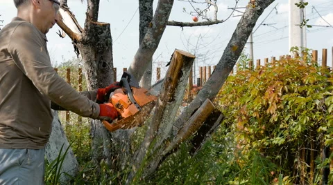 The gardener cuts the old branches on a tree, using a chain saw. Video stock 66553228