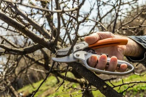 Gardener cuts the pruning shears excess branches of fruit trees Stock Photos
