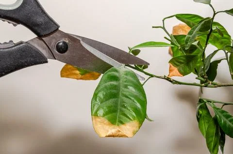 A gardener cuts with scissors a withered dry leaf of a lemon plant Stock Photos