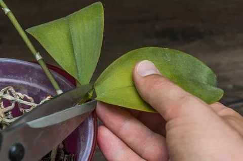 A gardener cuts with scissors a withered leaf of a potted home orchid Stock Photos