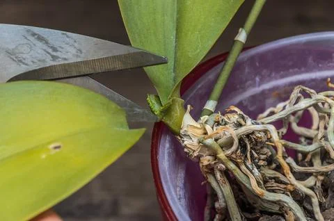 A gardener cuts with scissors a withered leaf of a potted home orchid	 Stock Photos