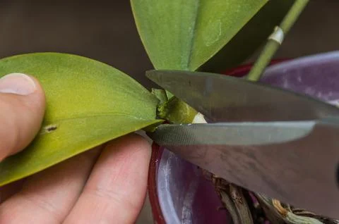 A gardener cuts with scissors a withered leaf of a potted home orchid	 Stock Photos