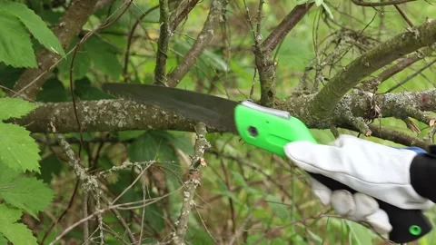 A gardener cuts a tree branch with a compound garden saw Stock Footage 335688304