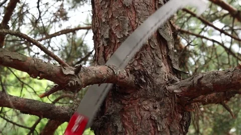 Gardener cuts a tree branch with a hand-held garden saw close-up Video stock 336629777