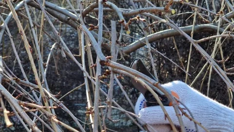 Gardener cuts tree branches with pruners on a sunny spring day Stock-Footage 334166622