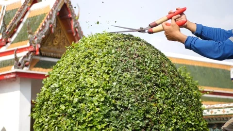 The gardener cuts the tree with special large scissors. 4k, 3840x2160. HD Stock Footage 86243505
