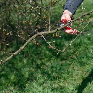 Gardener cuts young branches on a tree with garden shears 스톡 사진