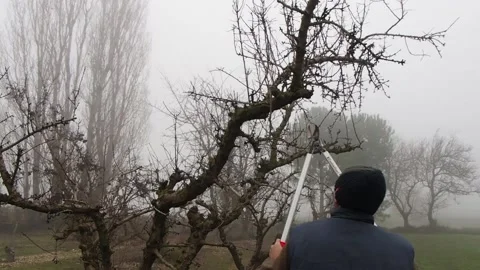 Gardener cutting branches, pruning fruit trees with long shears in the orchar Stock Footage 144163613