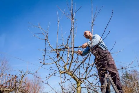 Gardener is cutting branches, pruning fruit trees with pruning shears in the Stock Photos