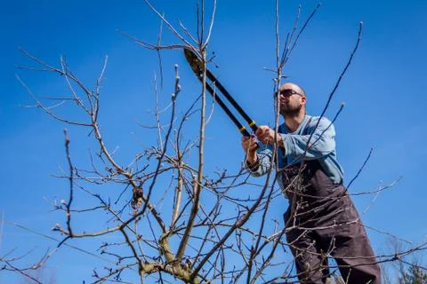 Gardener is cutting branches, pruning fruit trees with pruning shears in the Stock Photos