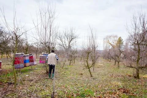 Gardener is cutting branches, pruning fruit trees with long shears in the orc Stock Photos