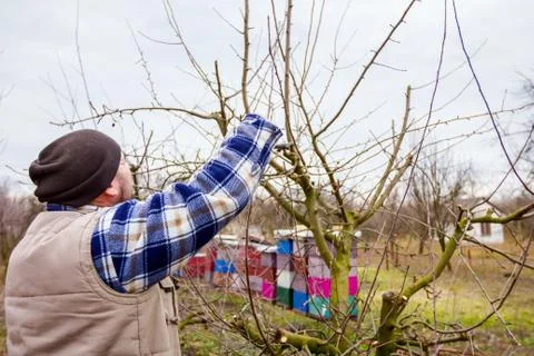 Gardener is cutting branches, pruning fruit trees with long shears in the orc Stock Photos