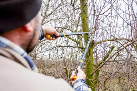 Gardener is cutting branches, pruning fruit trees with long shears in the orc Stock Photos