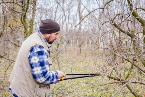 Gardener is cutting branches, pruning fruit trees with long shears in the orc Stock Photos