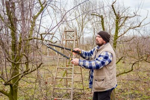 Gardener is cutting branches, pruning fruit trees with long shears in the orc Stock Photos