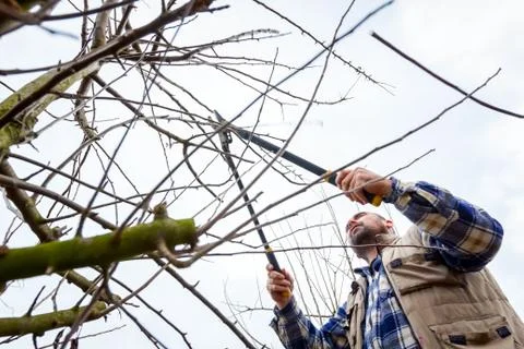 Gardener is cutting branches, pruning fruit trees with long shears in the orc Stock Photos