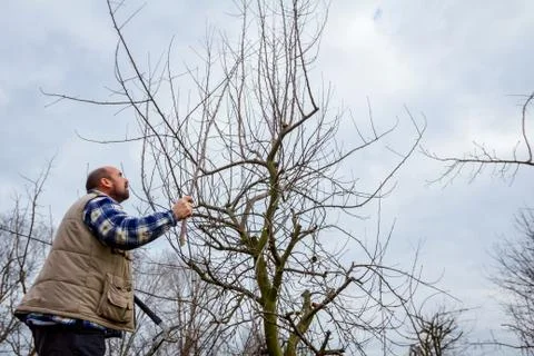 Gardener is cutting branches, pruning fruit trees with long shears in the orc Stock Photos
