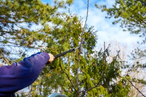 Gardener is cutting branches, pruning fruit trees with shears in the orchard Stock Photos