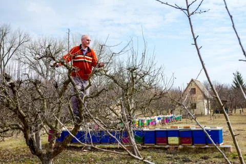 Gardener is cutting branches, pruning fruit trees with shears in apiary Stock Photos