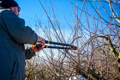 Gardener is cutting branches, pruning fruit trees with shears in the orchard Stock Photos