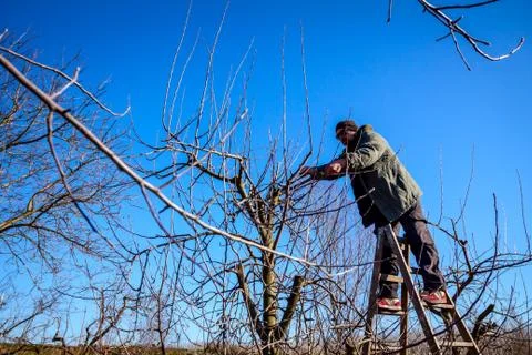 Gardener is cutting branches, pruning fruit trees with shears in the orchard Stock Photos