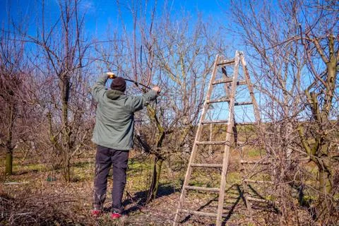 Gardener is cutting branches, pruning fruit trees with shears in the orchard Stock Photos