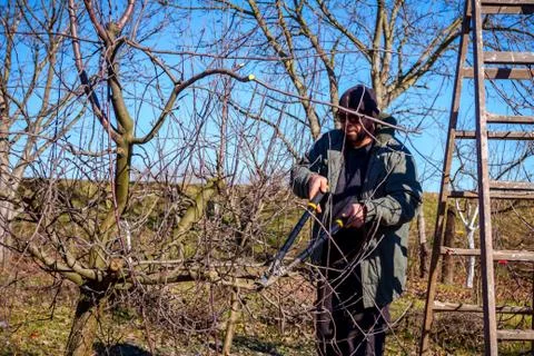 Gardener is cutting branches, pruning fruit trees with shears in the orchard Stock Photos