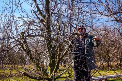 Gardener is cutting branches, pruning fruit trees with shears in the orchard Stock Photos